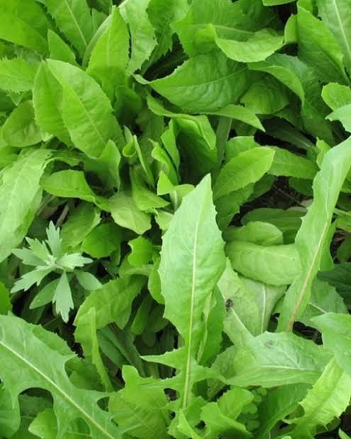 Southern chicory