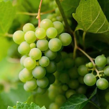 Grapes