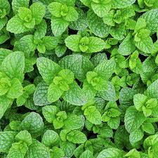 Mint